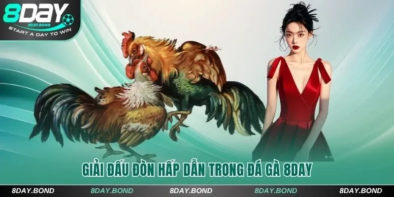 Giải đấu đòn hấp dẫn trong đá gà 8Day
