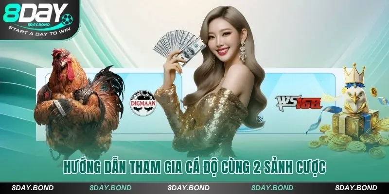 Hướng dẫn tham gia cá độ cùng 2 sảnh cược đá gà 8Day