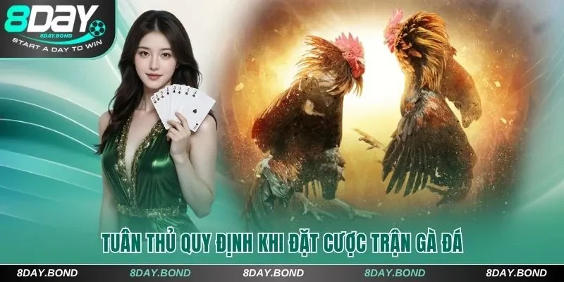Tuân thủ quy định khi đặt cược trận gà đá 8Day