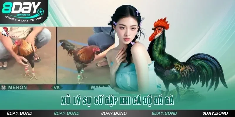 Xử lý sự cố gặp khi cá độ đá gà 8Day